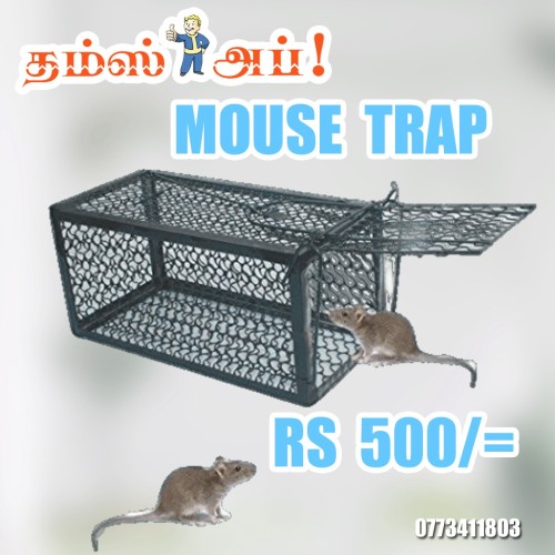 mouse-trap.jpeg